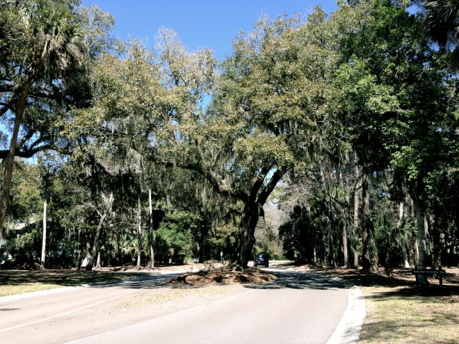 I fell in love with Spanish moss.